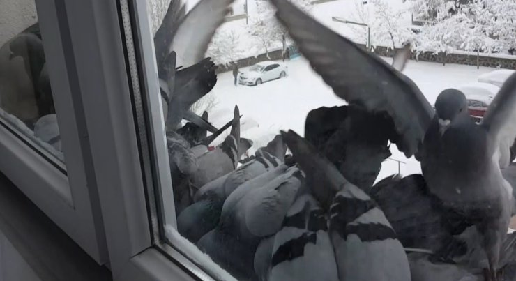 Bayburt’ta dondurucu soğuk: Güvercinler yem bulmak için pencerelere akın etti