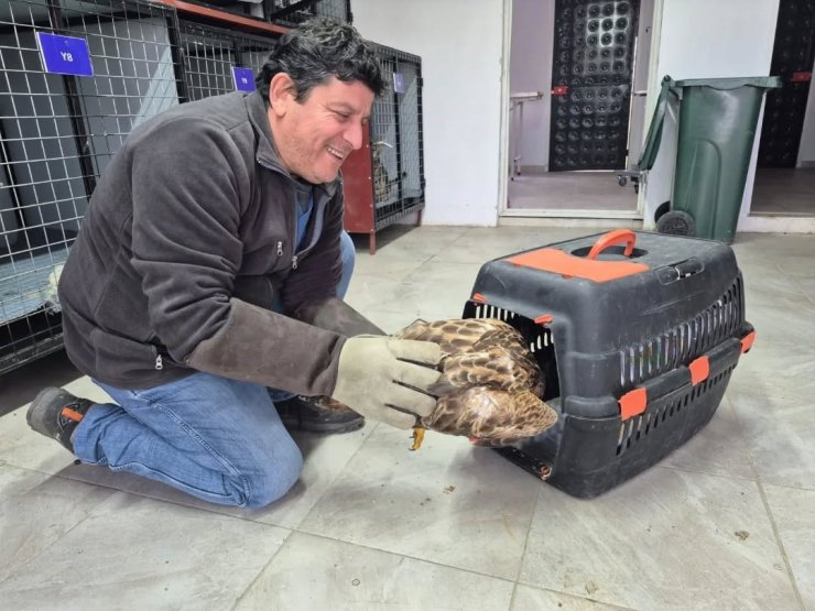 Germencik’te belediyenin ihbar hattı yaban hayvanlarına da umut oluyor