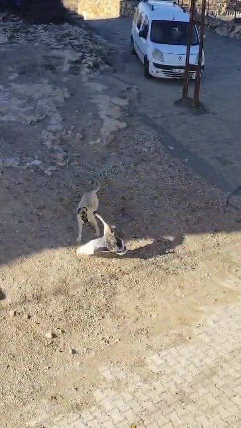 Gercüş’te köpek ile kazın kavgası kameraya yansıdı