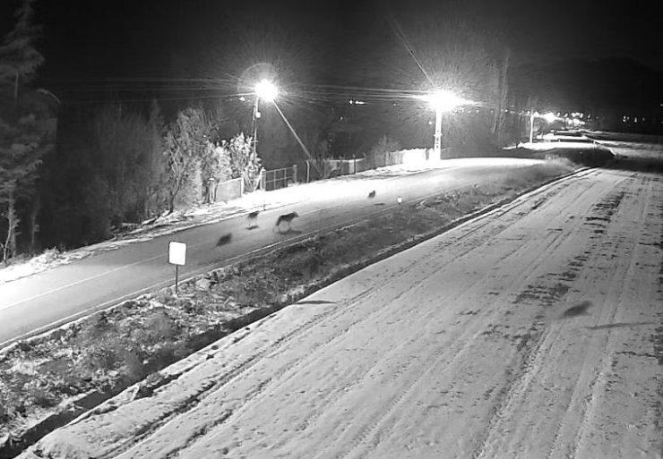 Ereğli’de kurt sürüsü görüntülendi