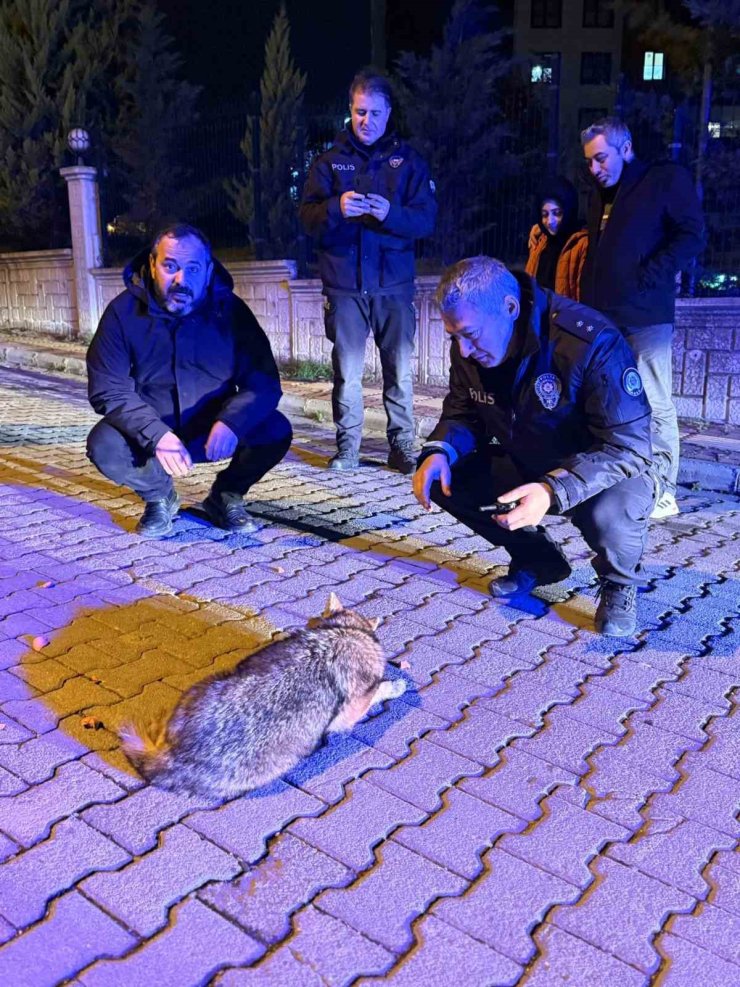 Samsun’da şehre inen çakala polis ekiplerinden şefkat eli