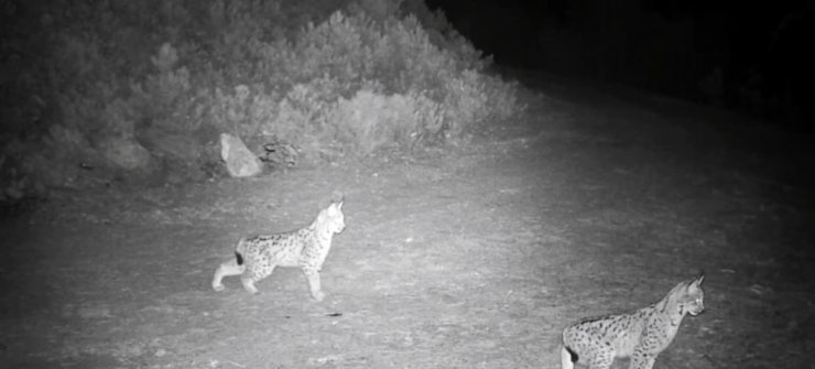 "Ormanın hayaleti" vaşak görüntülendi