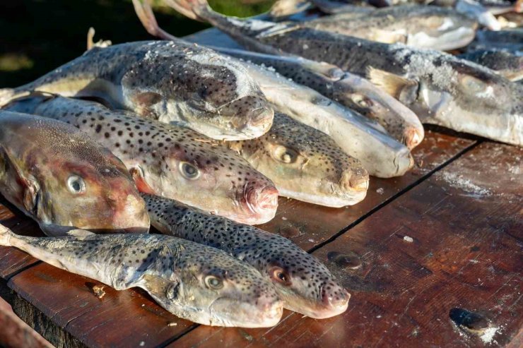 Adana’da 4 günde 128 bin balon balığı toplandı