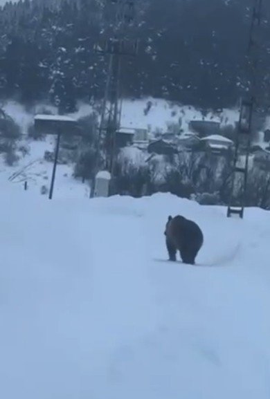 Kastamonu’da kış uykusuna yatamayan bozayı kamerada
