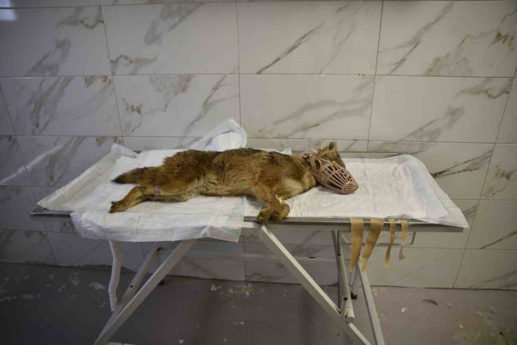 Ölümcül virüse yakalanan çakal tedavi ediliyor