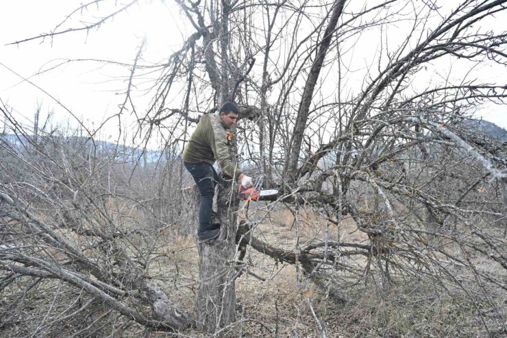 Gölcük Tabiat Parkı’nda elma bahçeleri yeniden üretime kazandırılıyor