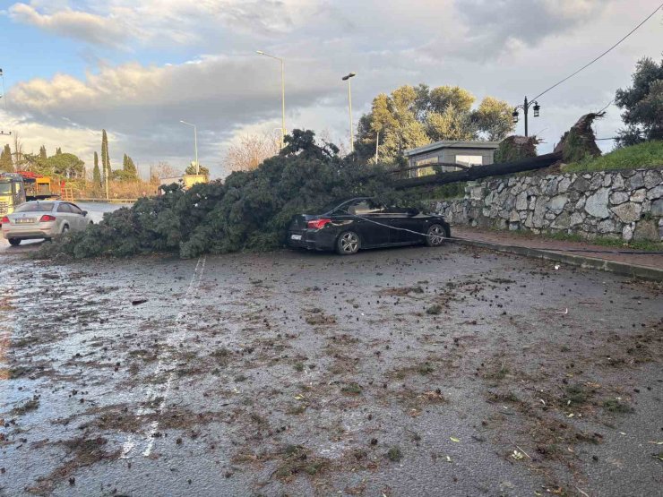Gebze’de fırtınada iki otomobilin üzerine ağaç devrildi