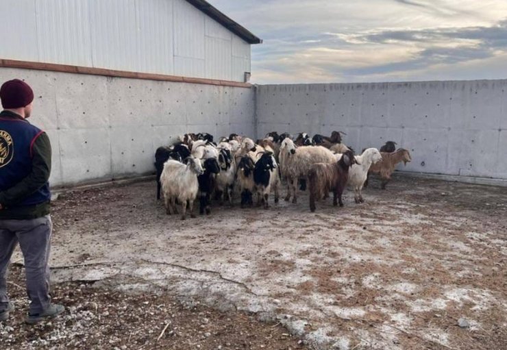 Çalınan koyunlar jandarma tarafından bulundu