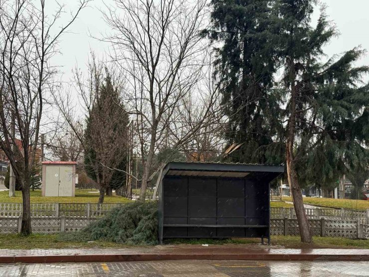 Tavşanlı’da şiddetli rüzgar ağaç devirdi