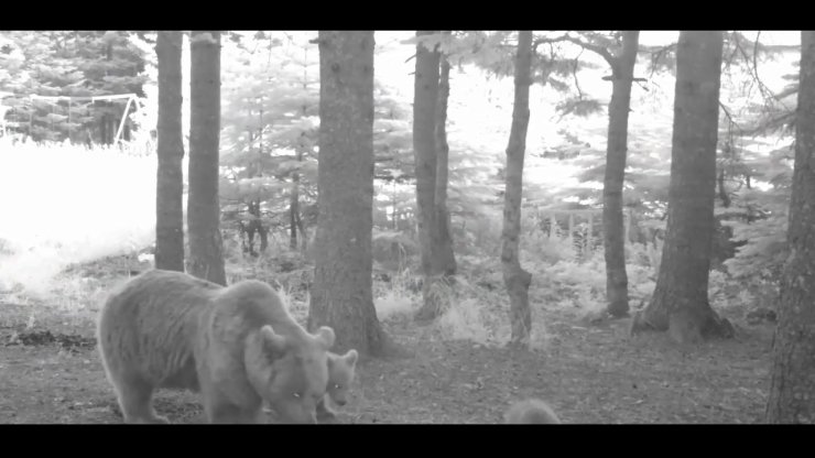 Yavru ayı zıplayarak ailesinin peşinden koştu