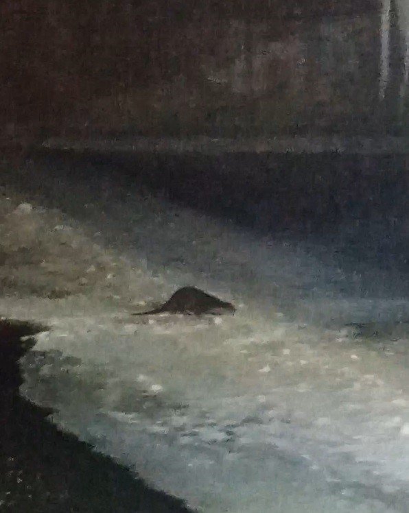 Buz tutan Çoruh’ta su samuru heyecanı: Vatandaşlar "gel gel" diye seslendi