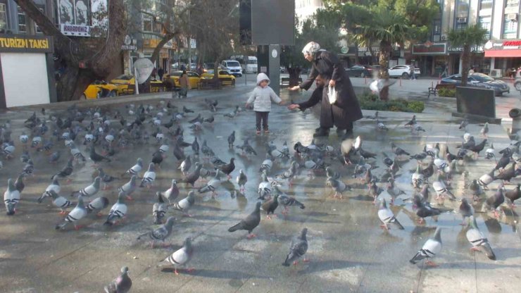 Burhaniye’de güvercinler imece ile besleniyor