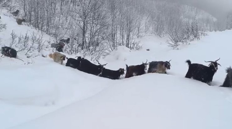 Yaban domuzunun saldırısına uğrayan çoban kameraya yansıdı