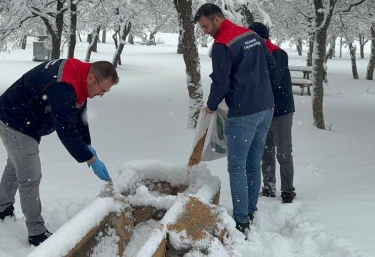 Karaman’da yaban hayvanları ve kuşlar için doğaya yem bırakıldı