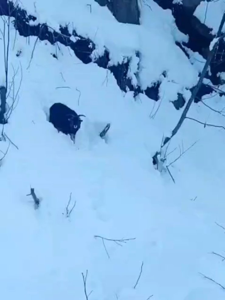 İş makinesi operatörü karda kaybolan keçiyi sahiplerine ulaştırdı