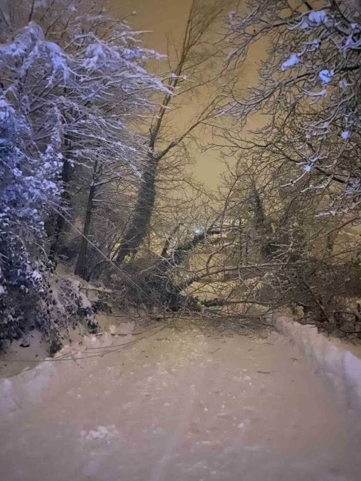 Sinop’ta ağaç devrildi