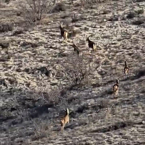 Eskişehir’de görüntülenen 8 geyik hayran bıraktı
