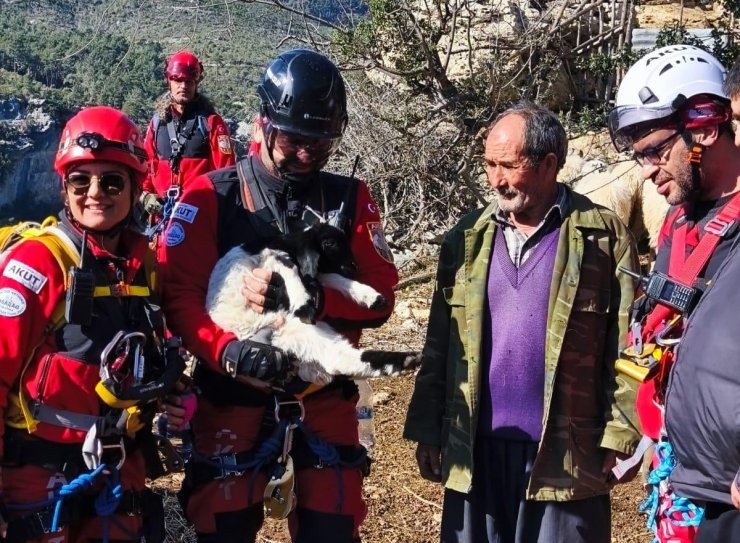 Uçurumdan düşen kuzuyu ekipler kurtardı