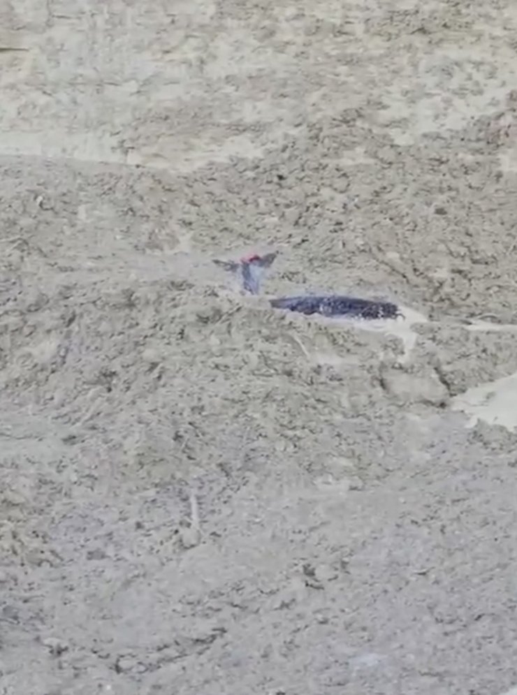 Çamura saplanan karaca için ekipler seferber oldu