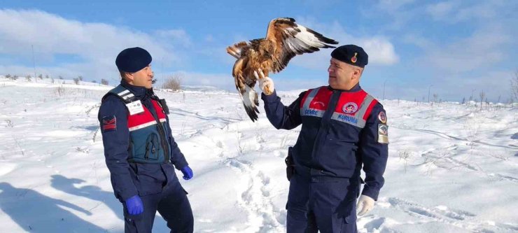 Yaralı kızıl şahin koruma altına alındı