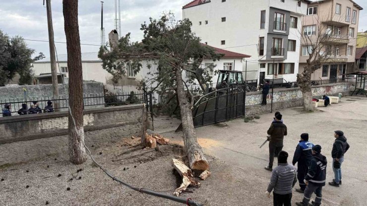 İznik’te okulların tatil olması faciayı önledi..Dev ağaç okul bahçesine devrildi