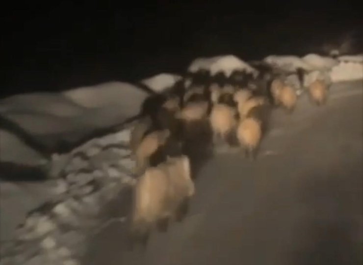 Domuz sürüsü köye indi