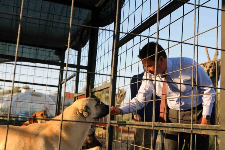 Muğla Büyükşehir 4 bin 34 can dostu sahiplendirdi