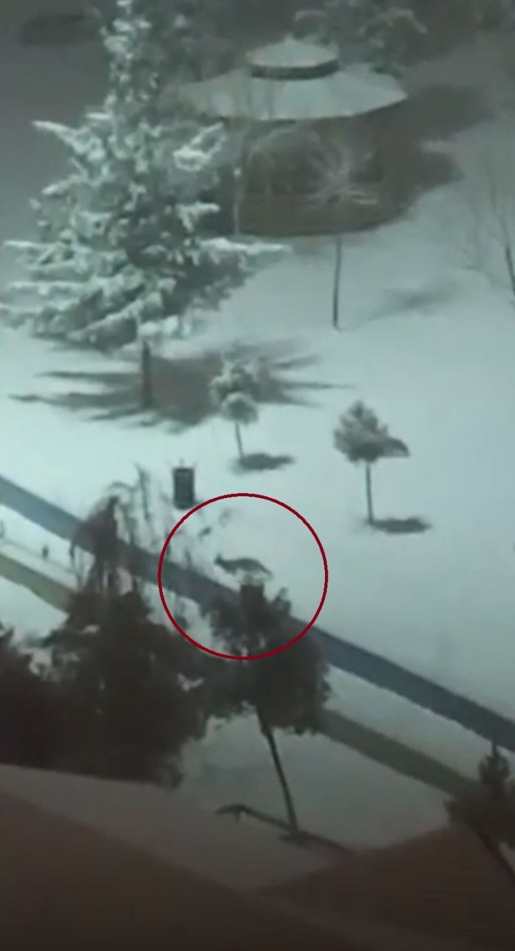 Kurtalan’da tilkiler şehir merkezine indi