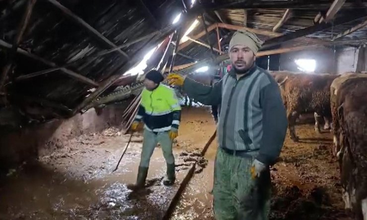 Ahırın çatısı yağan karın ağırlığını taşıyamadı, hayvanlar komşuların yardımıyla kurtarıldı