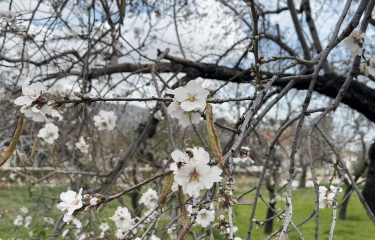 Datça’da badem ağaçları kış ortasında çiçek açtı