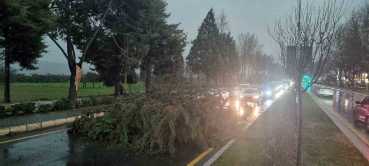 Menteşe’de şiddetli Fırtınada ağaç devrildi, trafik durdu