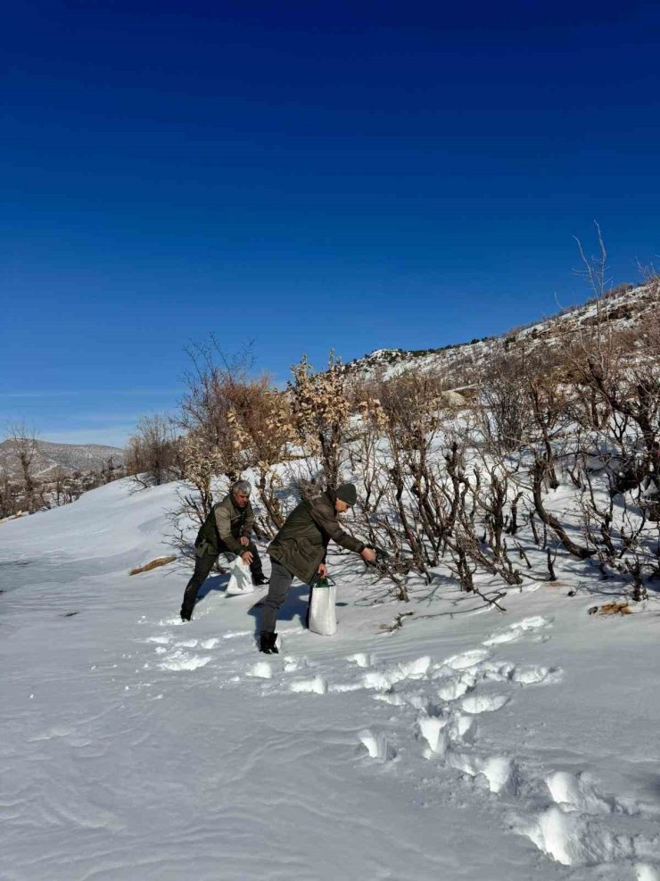 Gercüş’te orman ekibi doğadaki canlıları yalnız bırakmadı