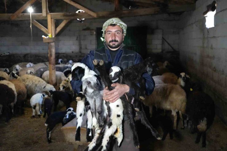 Yeni doğan kuzularla birlikte Erzincanlı besicilerde tatlı bir telaş yaşanıyor