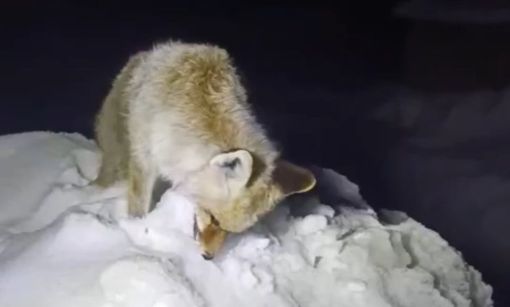 Yüksekova’da Sibirya soğukları: Tilki ayakta dondu