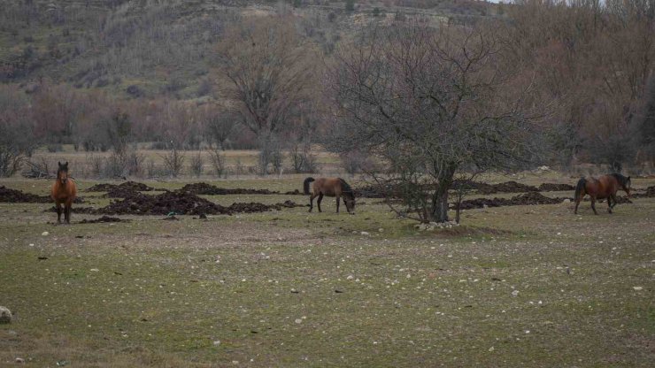 Ankara’da yılkı atları havadan görüntülendi