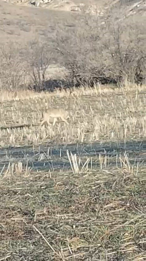 Aç kalan kurtlar yerleşim merkezine indi