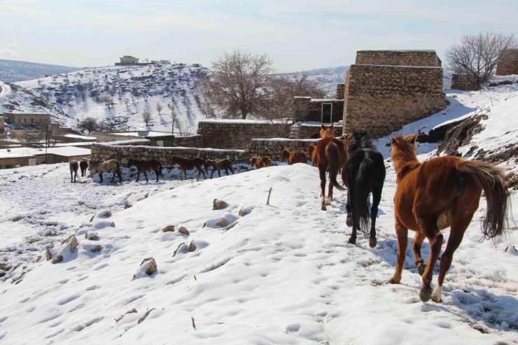 Yılkı atları fotoğrafçıların gözdesi oldu