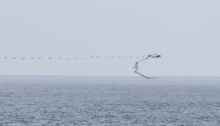 Göç yolundaki kuşların senkronize uçuşu Hopa’da görüntülendi