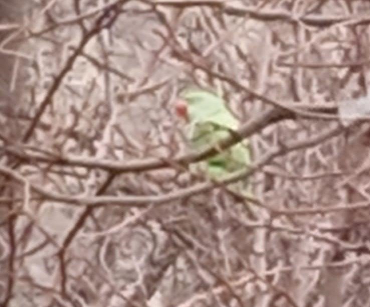 Evden kaçan papağan 2,5 yıldır doğada yaşıyor