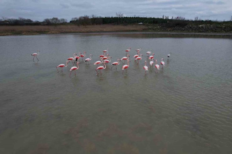 Flamingolar Büyükçekmece Gölü’nde görüntülendi