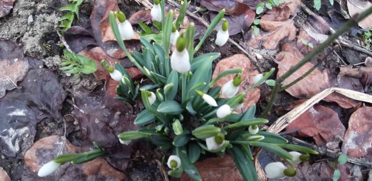 Bolu’da "baharın müjdecisi" kardelenler yüzünü erken gösterdi