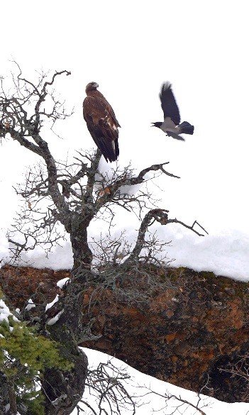Karganın kartal ile tehlikeli oyunu kamerada