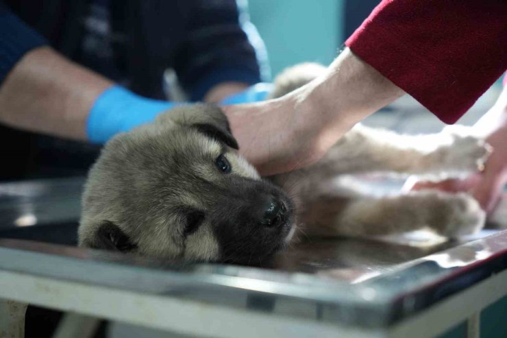 Bayburtlu şoförden insanlık dersi: Başka sürücünün çarpıp kaçtığı yaralı köpeğe umut oldu