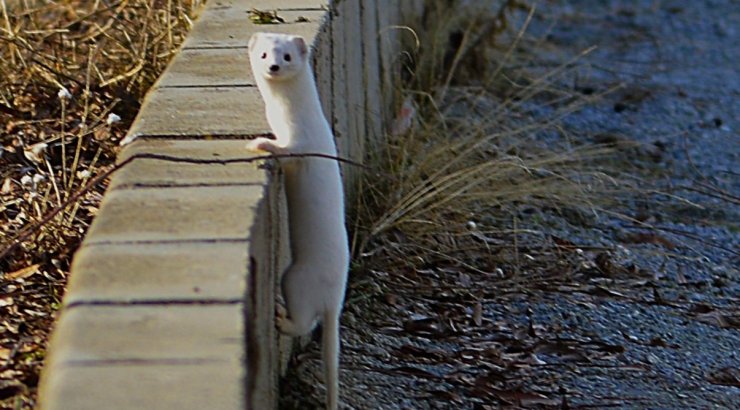 Tatvan sahilinde "Beyaz Gelincik" görüntülendi