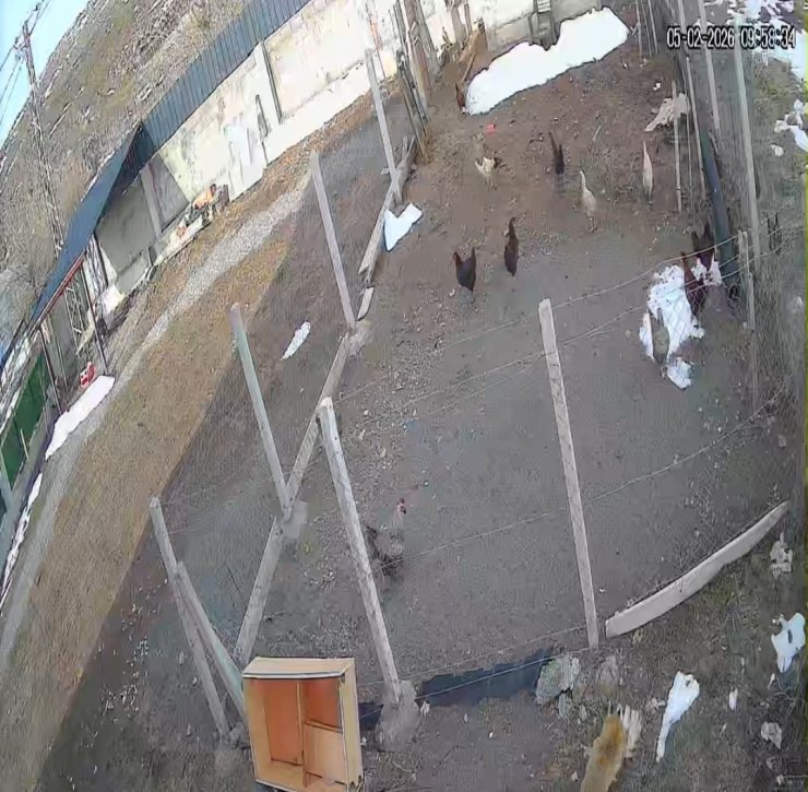 Kümese giren tilki tavuğu alıp götürdü: O anlar kamerada