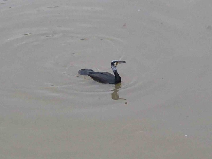 Karabatak kuşu Porsuk Çayı’nda avlanmaya çalıştı