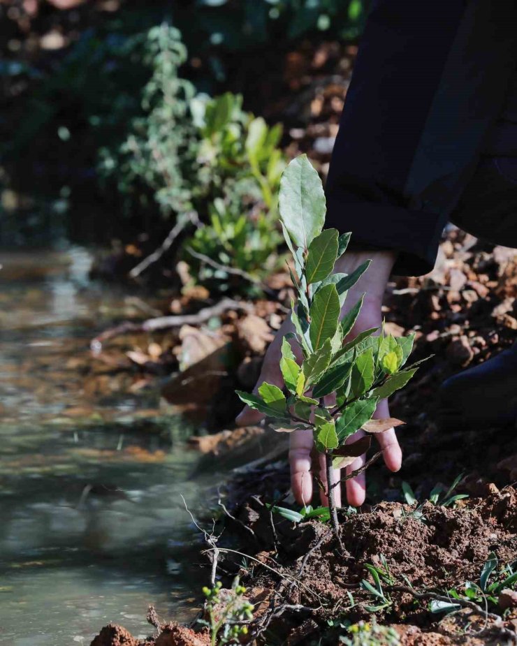Yamanlar’da yanan ormanlar yeniden yeşeriyor