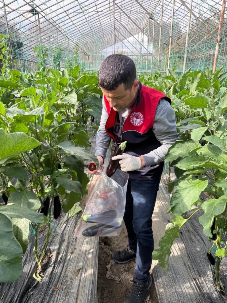 Manavgat’ta seralarda hasat öncesi pestisit denetimi