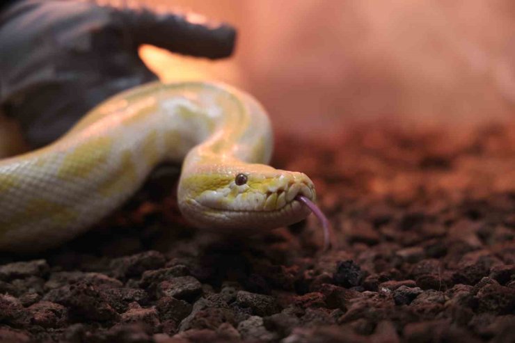 Denizli’de el konulan nesli tehlike altındaki piton Konya’da koruma altına alındı