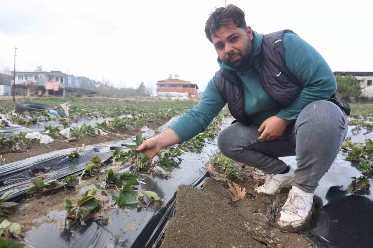 Çilek bahçesi selle birlikte su altında kaldı